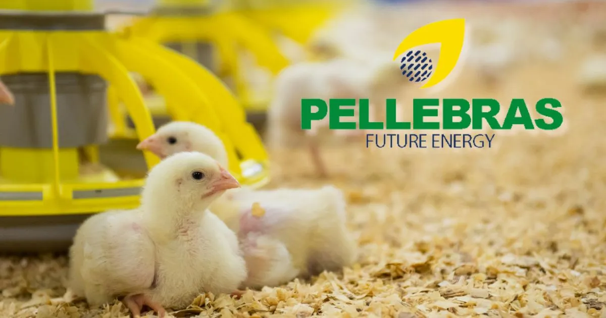 Pellets de Madeira: A Solução Ecológica e Eficiente para Aviários e Granjas
